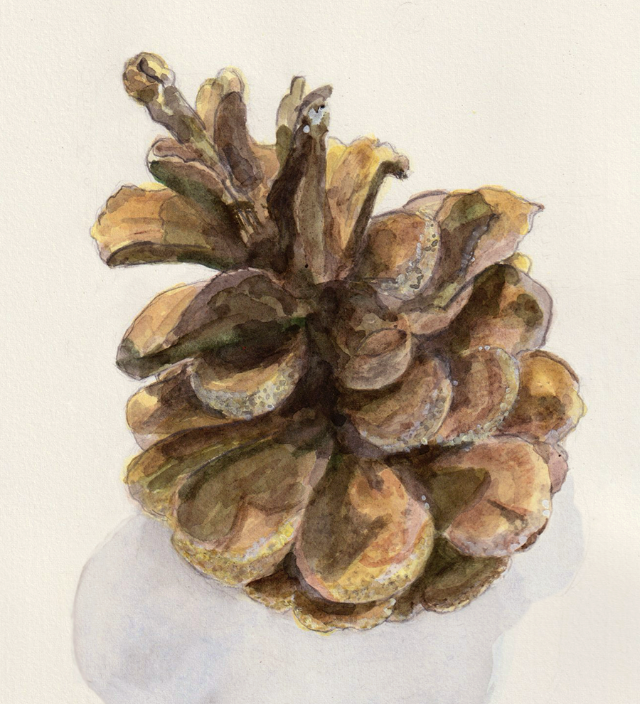 watercolor pinecone