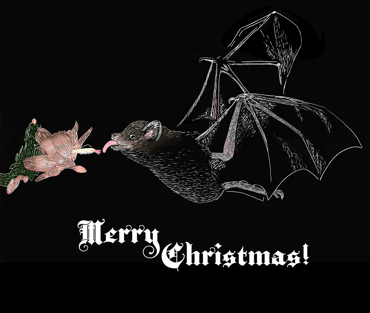 Bat feeding on Christmas cactus blossom.